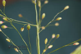 Image result for Dichapetalum deflexum