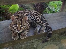 Ocelot Kittens For Sale Near Me Online