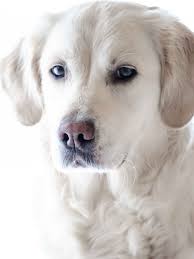 We did not find results for: Golden Retriever Wallpaper Iphone Android Desktop Backgrounds