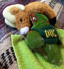 A controversial san francisco city ordinance passed on june 5, 2007, prohibits the feeding of parrots in public spaces. Wild Parrots Of Sf Sfparrots Twitter