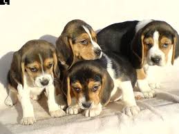 Aspetto / fisico del cane beagle questo cane è compatto, corto, robusto. Regalo Cucciolo Beagle Da Privato A Cagliari Beagle Cuccioli Taglia Piccola