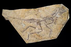 The answer is a matter of basic physics. How Do Fossils Form How Fossils Form Live Science