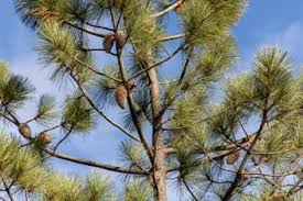So keep your tools sharpened so that you'll get a clean cut without rough edges. How To Kill A Pine Tree Effectively Fast And In Secret Constant Delights