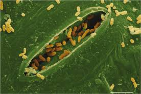Bacteria from the faeces of wild animals may contaminate spinach leaves...  | Download Scientific Diagram
