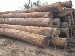 Pembalakan yang tidak terkawal akan menjadikan permukaan bumi gondol dan terdedah kepada hakisan. Kayu Balak In English Kayu Balak Translated To English