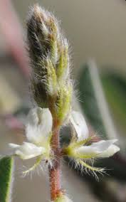 Image result for Indigofera astragalina