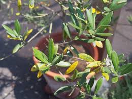 オリーブ黄色い葉の季節 Olive Gardening過去ログ倉庫