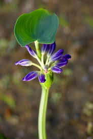 Image result for Monochoria