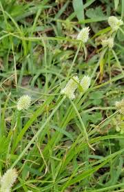 Image result for Kyllinga