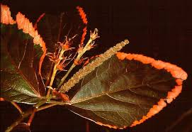 Image result for Acalypha caperonioides