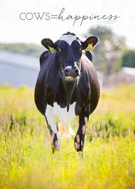 Pin By Cj Washington On Ideas Cow Photography Animals Cow