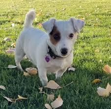 Registered English Jack Russell Terrier Puppies English Jack Russell Terrier Breeder Goswick Short In 2020 Jack Russell Terrier Puppies Terrier Puppies Jack Russell