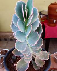 Kalanchoe Fedtschenkoi Variegata Kalanchoefedtschenkoivariegata De Nome Popular Calancoe Fantasma A K Planting Succulents Tall Succulents Succulent Gardening