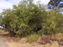 Image result for Schinus molle