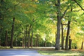 50 gambar pemandangan dan lukisan alam laut tepi pantai · 11 pemandangan alam terindah di indonesia ini bikin takjub · 22 pemandangan terindah di . Tree Forest Landscape Free Photo On Pixabay