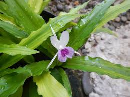 Image result for Siphonochilus kilimanensis