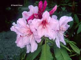 Rh A D Rhododendrons Rhododendron May Garden Flowers