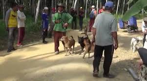 Pohon cemara pertama kali digunakan sebagai pohon natal. Porbi Tanjab Barat Bantu Petani Atasi Serangan Hama Babi Sekitarjambi Com