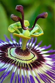 Passionflower These Things Grow Wild In The Fields That Were Around My Childhood Home From The Flower A Gre Unusual Flowers Tropical Flowers Passion Flower