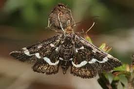 Image result for Pyrausta nigrata