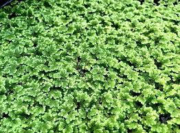 Image result for Azolla