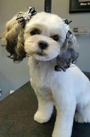 Hyperactive, senior, and downright ornery pets are welcome. Inexpensive Dog Groomers Near Me Verusdogfoodnearme Maltese Haircut Maltese Dogs Haircuts Dog Haircuts