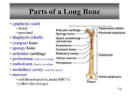 Image Result For Parts Of A Long Bone Bones Yellow Marrow Cavities