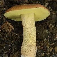 Image result for Sutorius eximius