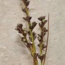 Image result for Scleria lacustris