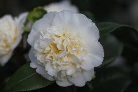 Camellia Japonica Brushfield S Yellow Camellia Brushfields Yellow White Plants Family Garden Garden Design