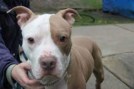 Friends Of The Associated Humane Society Tinton Falls Nj Shared A Photo Bullwinkle Went Home Today Too He Has An Aweso Humane Society Dog Love Wild Dogs