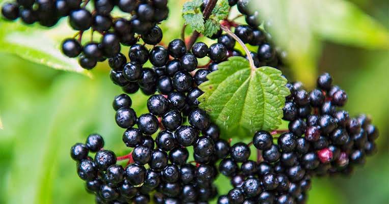 Mga resulta ng larawan para sa Elderberries fruits"