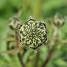 Image result for Cephalaria pungens