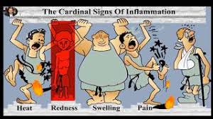 Cardinal Signs Of Inflammation Prostaglandins And Leukotrienes Youtube