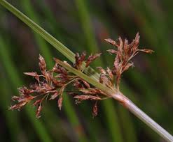 Image result for Fimbristylis complanata