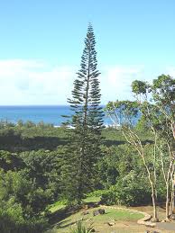 Image result for Araucaria columnaris