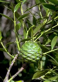 Image result for Agathis