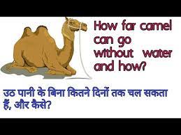 Dil ki chot ka nishan. How Far Camel Can Go Without Water à¤‰à¤  à¤ª à¤¨ à¤• à¤¬ à¤¨ à¤• à¤¤à¤¨ à¤¦ à¤° à¤¤à¤• à¤šà¤² à¤¸à¤•à¤¤ à¤¹ Youtube