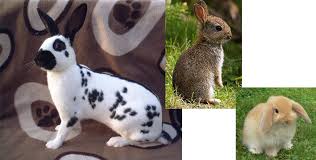 Shoprite has opened its first pet store called 'petshop science'.weiter zum vollständigen artikel bei 'fin24' © 2021 insider inc. Hear Me Out Free Roaming Rabbits Update R Sims4