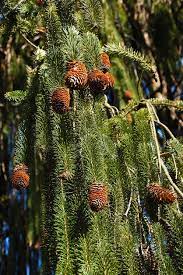 While weepyness occurs in nature, most weeping trees are cultivars. Weeping Ornamental Trees Types Of Weeping Trees For Zone 5 Gardens