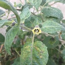 Image result for Physalis peruviana