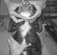 How veterinarians perform a routine jugular blood draw and why it is different than in humans. Workflow For Chemotherapy Administration Cancer Chemotherapy For The Veterinary Health Team 1st Edition