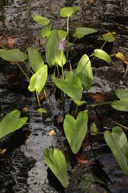 Image result for Pontederia