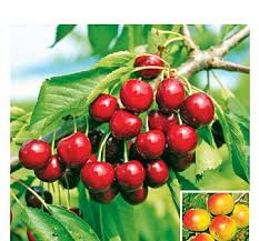 Thomas Philipps Sonderposten Onlineshop In 2020 Online Shop Wurzel Online