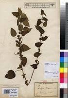 Image result for Acalypha volkensii