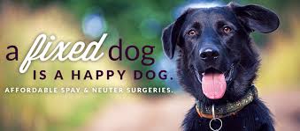 How much does a rabies shot cost in florida? Face Low Cost Animal Clinichome Face Low Cost Animal Clinic