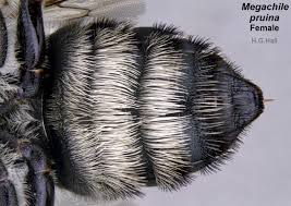 Image result for Enneapogon pretoriensis