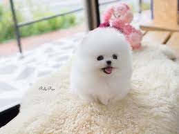 Teacup pomeranian puppies price in india. Teacup Pomeranian Puppies Price In India Pets Lovers