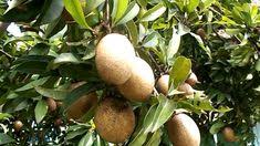 Sapote thought to have originated in the central. 10 Sapodilla Ideas Fruit Fruit Trees Sapote