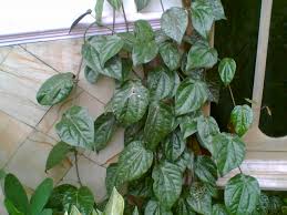 Image result for sirih